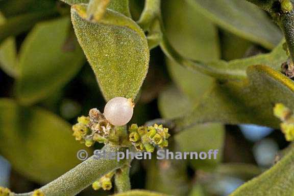 phoradendron leucarpum ssp tomentosum 3 graphic